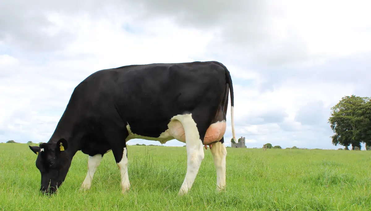 GUÍA DE TOROS COLUN : MADRE DE GRANDSLAM